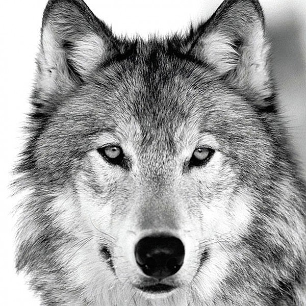 Napkins Wolf