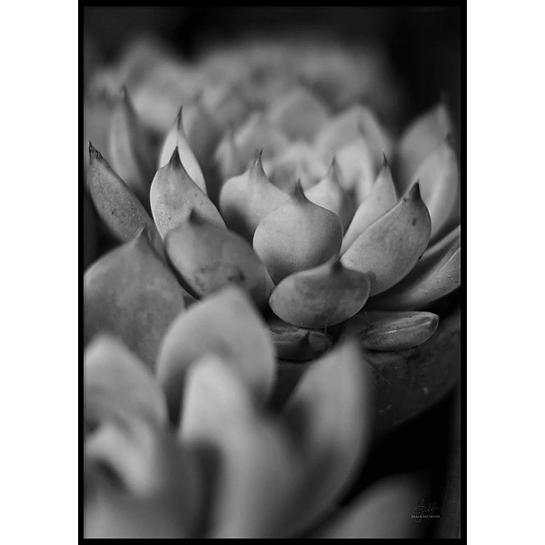 Poster Plant Close up