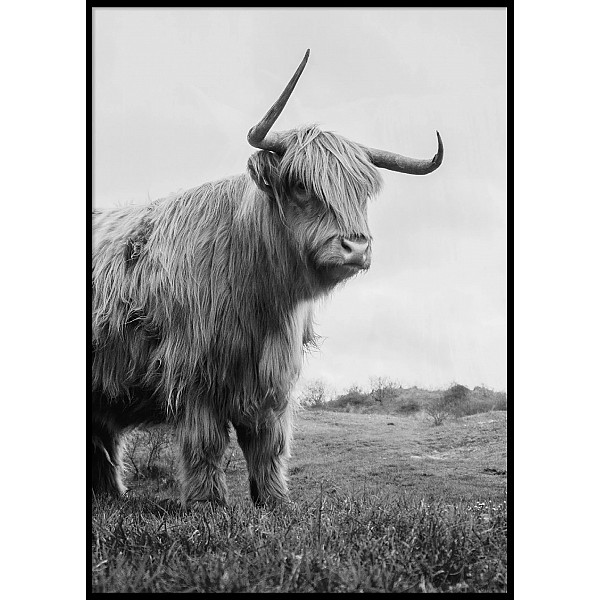 Poster Highland Cattle 2