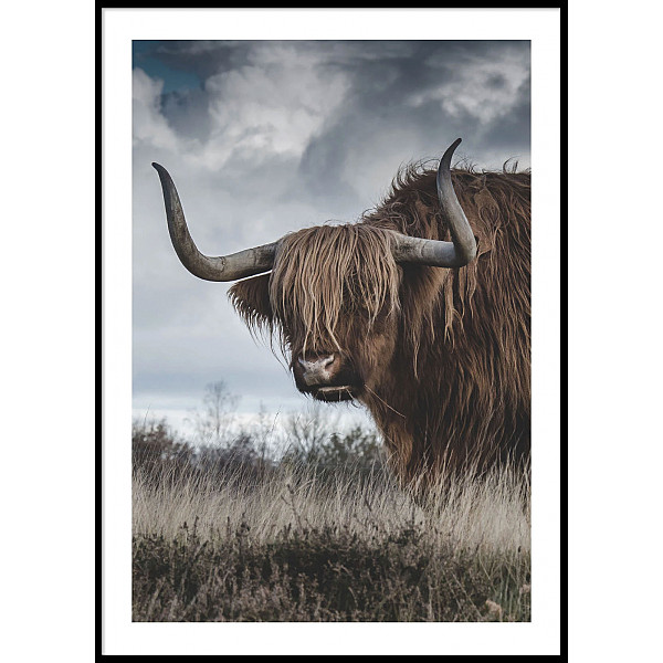 Poster Highland Cattle