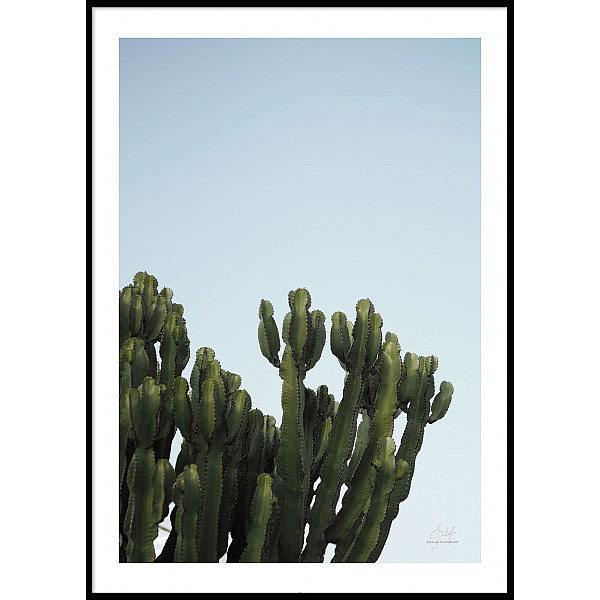 Poster Big Cactus