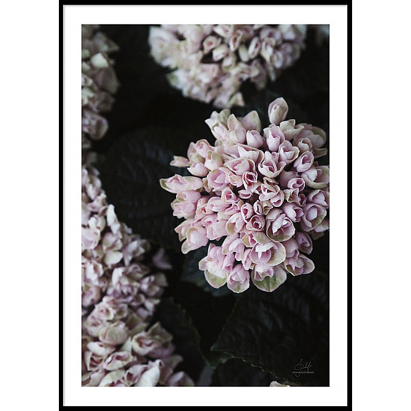 Poster Pink Flower Dark Leaves