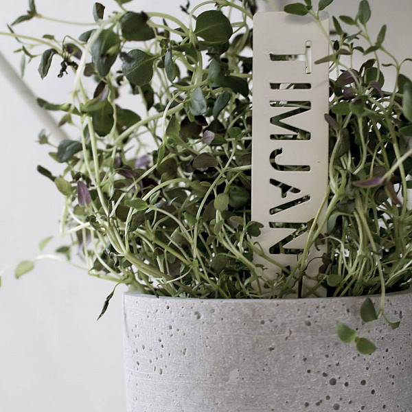 Plant Marker Timjan - White