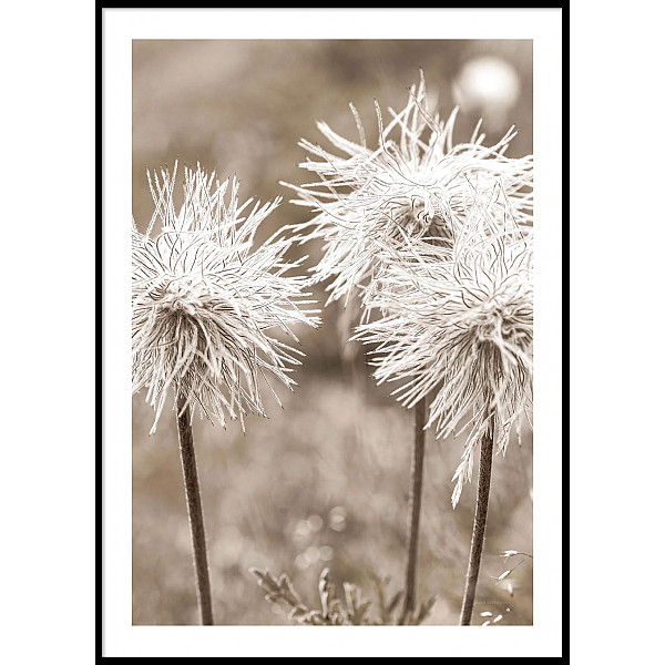 Poster Close up White Flowers