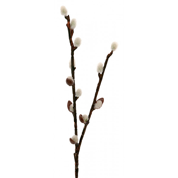 Pussy Willow 36 cm