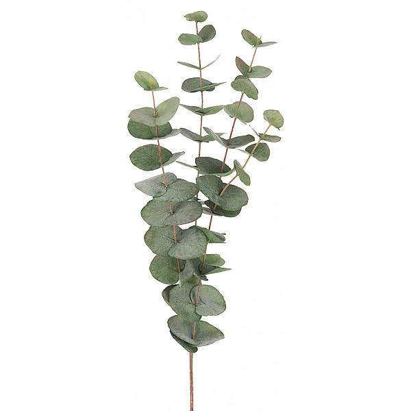 Eucalyptus 60 cm