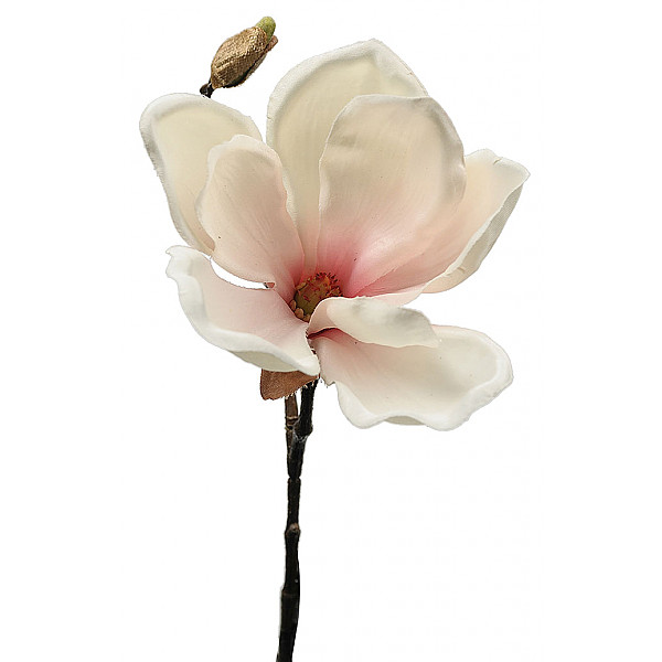 Magnolia 30 cm