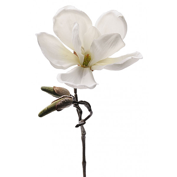 Magnolia 30 cm