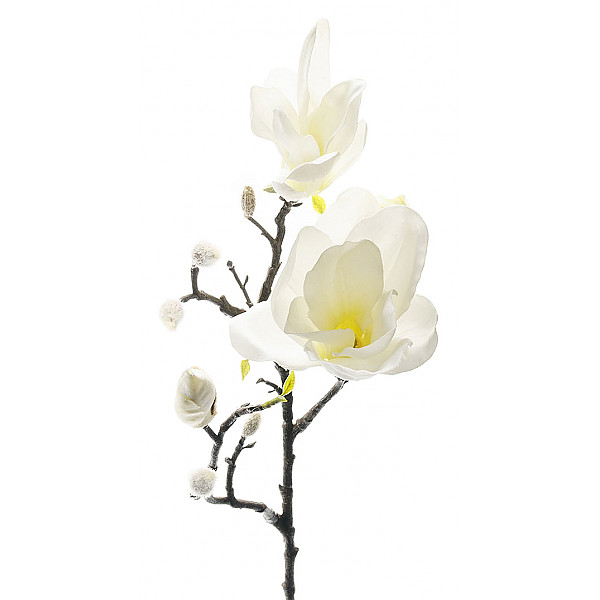 Magnolia 60 cm