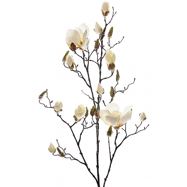 Magnolia 110 cm