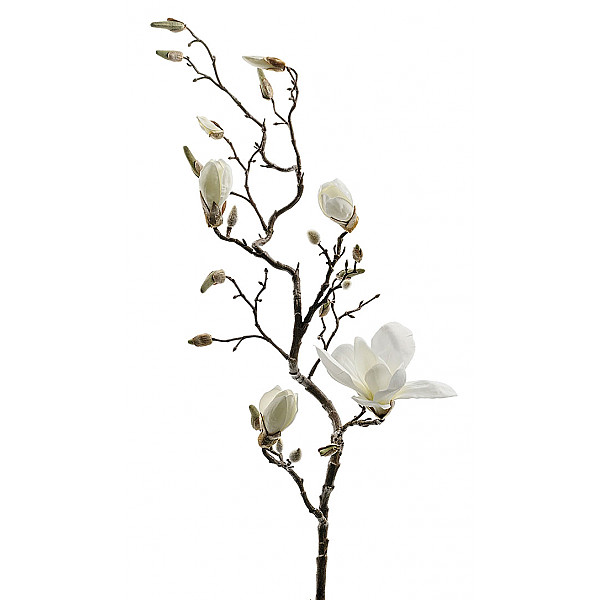 Magnolia 135 cm