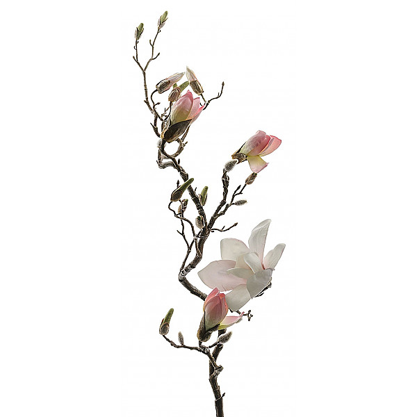 Magnolia 135 cm