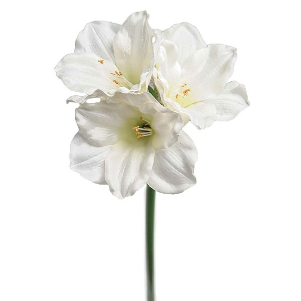 Amaryllis 65 cm