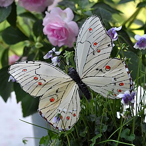 Fjäril Stick Oriental