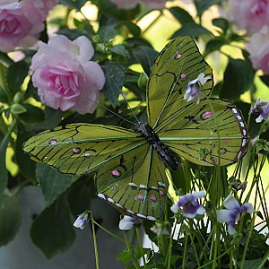 Fjäril Stick Oriental