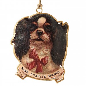 Hund King Charles Spaniel