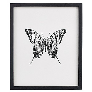 Tavla Insekt Fjäril