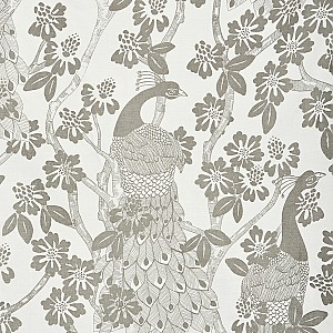 Kanallängder Peacock