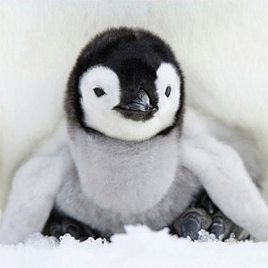 Servetter Baby Penguin