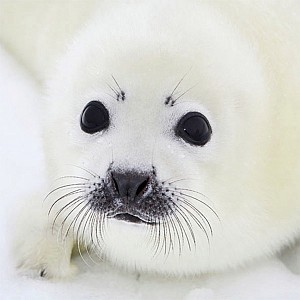 Servetter Baby Seal