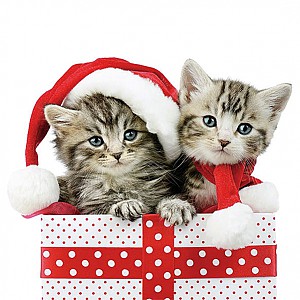 Servetter Christmas Kitten