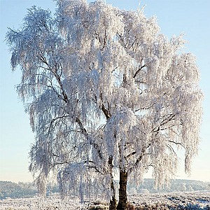 Servetter Frozen Tree