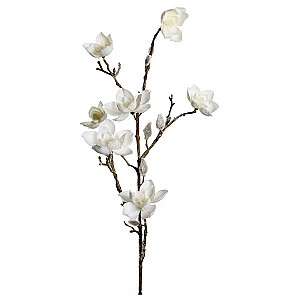 Magnolia med snö