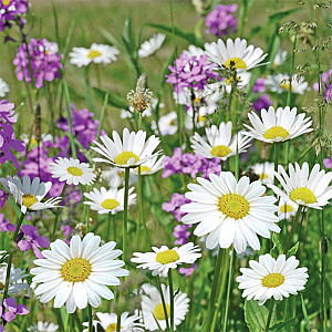 Servetter Flowery Meadow