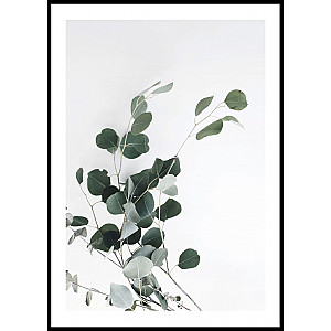 Poster Eucalyptus
