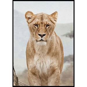 Poster Lion female