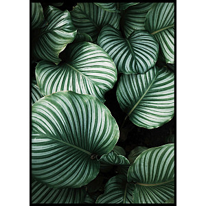 Poster Big green striped leaves