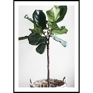 Poster Fig Plant