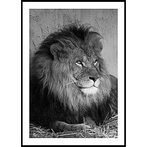 Poster Lion Portrait