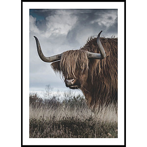 Poster Highland Cattle