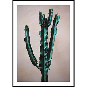 Poster Cactus Pink