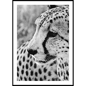 Poster Geopard Portrait