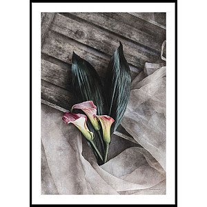 Poster Calla Lilies
