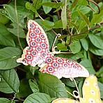 Image nr 1