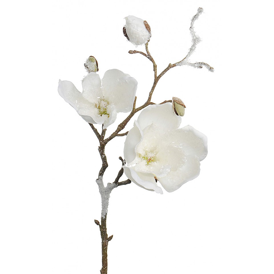 Magnolia med is Vit - 50 cm