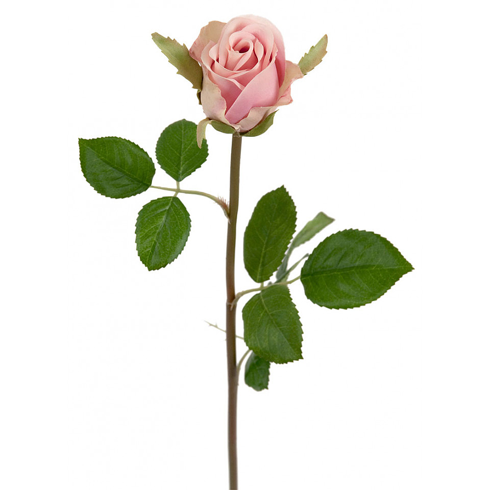 Rose 50 cm - Hellrosa