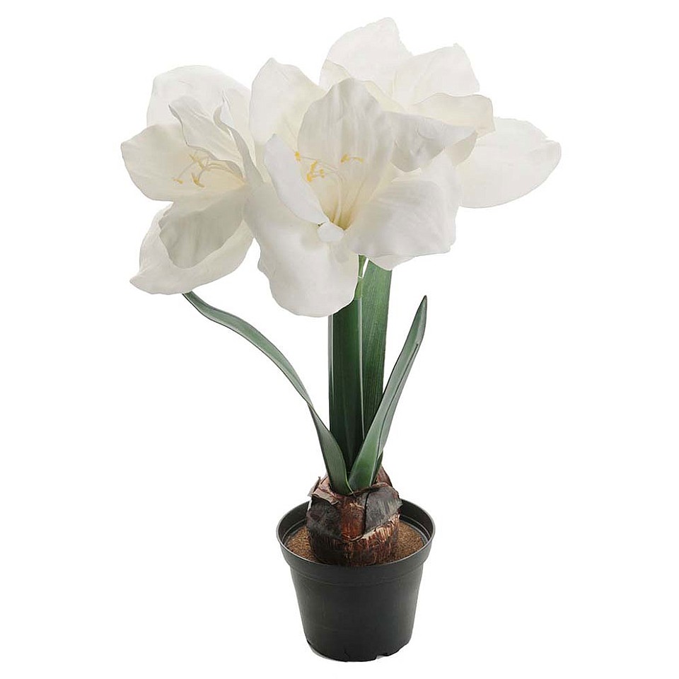 Amaryllis 45 cm - Weiß