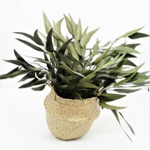 Dried Plants
