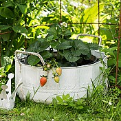 Pots & Planters